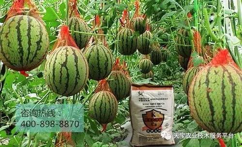 爆料西瓜嫁接方法视频,视频教学助你轻松掌握  第2张